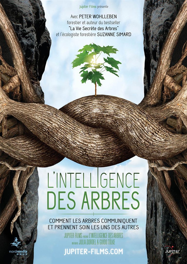 L’INTELLIGENCE DES ARBRES